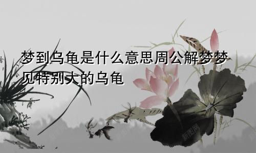 梦到乌龟是什么意思周公解梦梦见特别大的乌龟