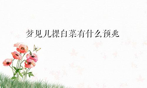 梦见几棵白菜有什么预兆