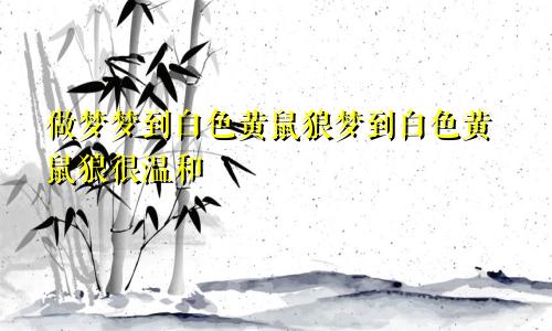 做梦梦到白色黄鼠狼梦到白色黄鼠狼很温和