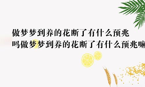 做梦梦到养的花断了有什么预兆吗做梦梦到养的花断了有什么预兆嘛