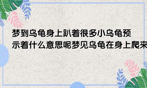 梦到乌龟身上趴着很多小乌龟预示着什么意思呢梦见乌龟在身上爬来爬去