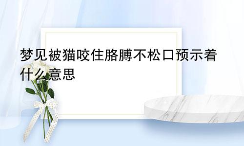 梦见被猫咬住胳膊不松口预示着什么意思