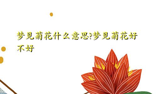 梦见菊花什么意思?梦见菊花好不好