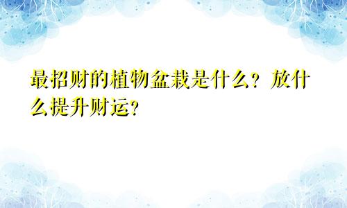 最招财的植物盆栽是什么？放什么提升财运？