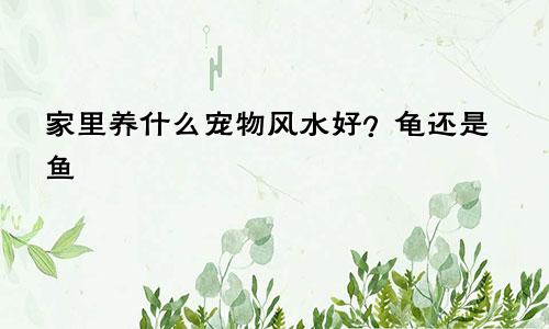 家里养什么宠物风水好？龟还是鱼