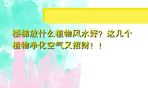 楼梯放什么植物风水好？这几个植物净化空气又招财！！