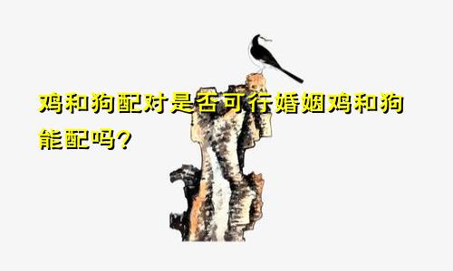 鸡和狗配对是否可行婚姻鸡和狗能配吗?