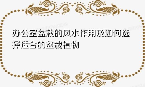 办公室盆栽的风水作用及如何选择适合的盆栽植物